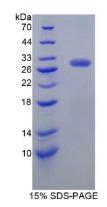 SDS-PAGE (DRD2-16H).jpg